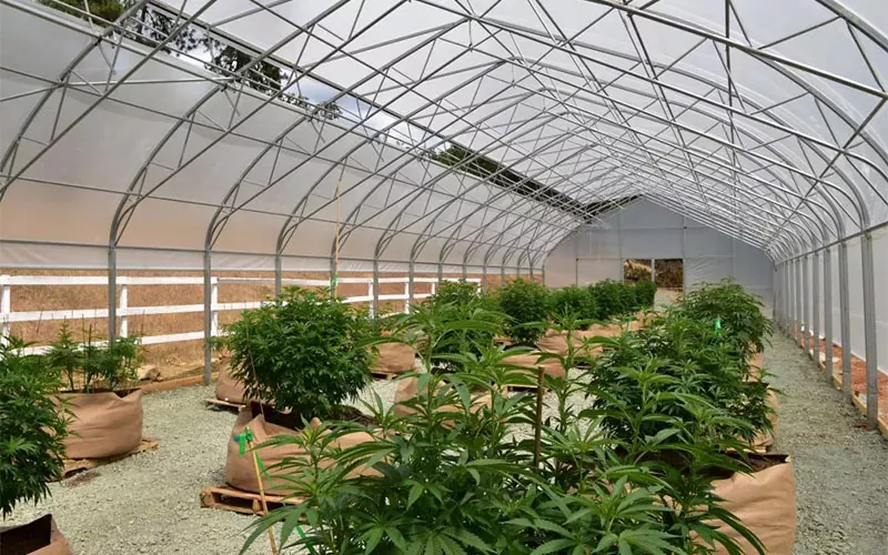 Lääketieteellinen kannabiselokuvien kasvihuone: pelinvaihtaja teollisuudessa